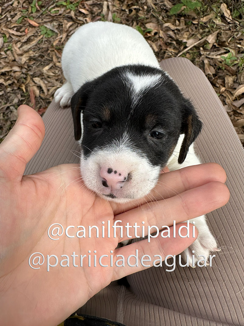 Macho Jack Russell Terrier tricolor atual